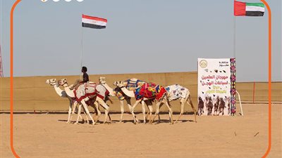 8 معلومات عن مهرجان الهجن في العلمين| انفوجراف