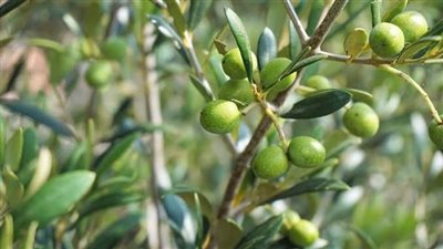 الكلاماتا يسجل 30 جنيهًا.. أسعار الزيتون بأسواق البحيرة | فيديو