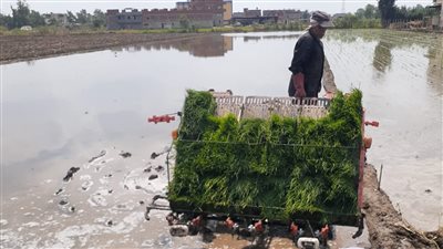 لتوفير 1000 متر مياه.. البحوث الزراعية يطبق نظاما يابانيا لزراعة الأرز بالشتلات