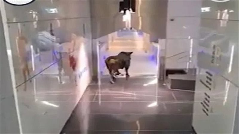 ثور هائج 