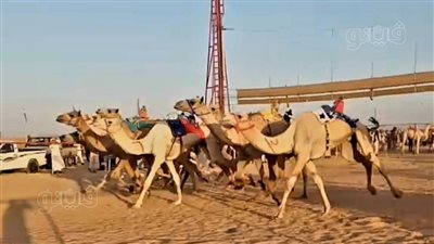 تفاصيل انطلاق مهرجان الهجن الثاني بمضمار سيدي عبد الرحمن بالساحل الشمالي|صور