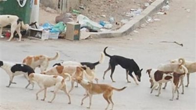 المغرب.. الكلاب الضالة تقتل طبيبة فرنسية