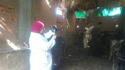 بيطرى المنوفية: تحصين 238 ألف رأس ماشية ضد الحمى القلاعية