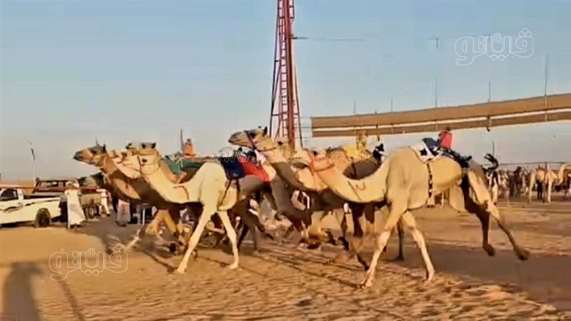 سباق الهجن بالعلمين