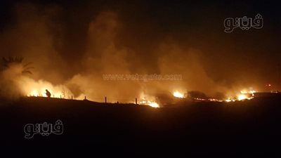 النيران تمتد للأشجار والنخبل بمحيط حريق استوديو أبو النمرس |فيديو وصور