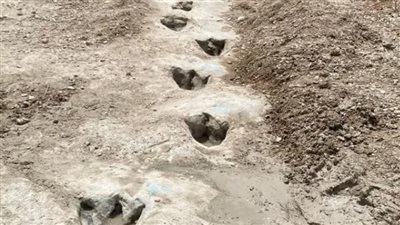 اكتشاف آثار ديناصورات عمرها 113 مليون سنة بعد جفاف نهر فى تكساس | صور 