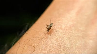 احذر.. فصيلة دمك ولون ملابسك ورقصك في أماكن مفتوحة يعرضك للدغات البعوض