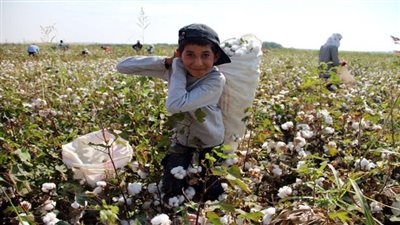 الزراعة والصناعة تنظمان تداول محصول القطن موسم 2023/2022