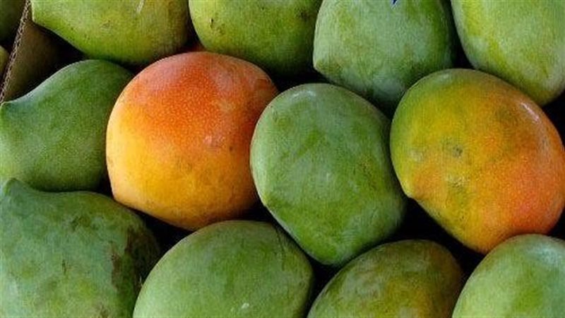 المانجو