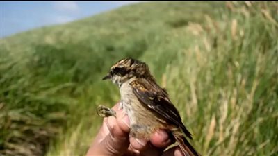 العثور على نوع جديد من الطيور يعيش بالطرف المتجمد لأمريكا الجنوبية