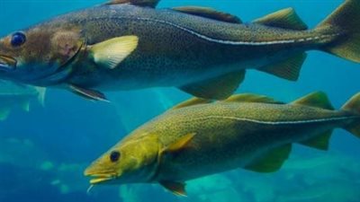 الأسماك الكبيرة في خطر.. فتش عن 