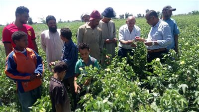 زراعة بورسعيد: حصر 4 آلاف فدان من حصول القطن | صور