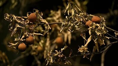 أزمة التغير المناخي.. موجات حر وجفاف وفيضانات تضرب الصين