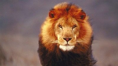 أسد يقتل رجلًا دخل حظيرته في حديقة حيوانات