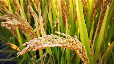 جدل في الشرقية حول أسعار توريد الأرز للصوامع