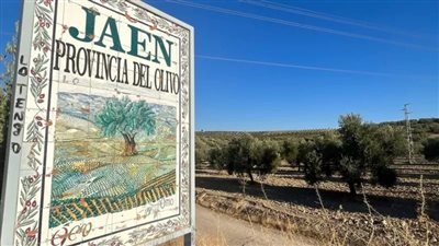  موجة الجفاف تحرق حدائق أوروبا.. هلاك محاصيل الزيتون وعباد الشمس والنار تلتهم الغابات