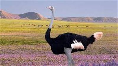 تفسير رؤية النعام في المنام وعلاقته بارتكاب الذنوب المعاصي