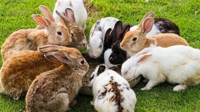 بسبب 24 أرنبًا.. كارثة حقيقية في أستراليا | فيديو