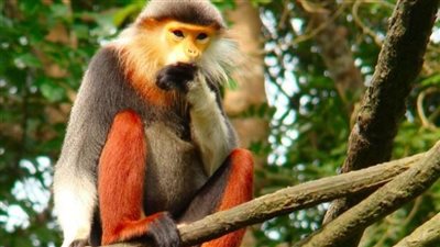 يأكلها البشر حية للحصول على القوة الخارقة.. حكاية القرد الأحمر المهدد بالانقراض