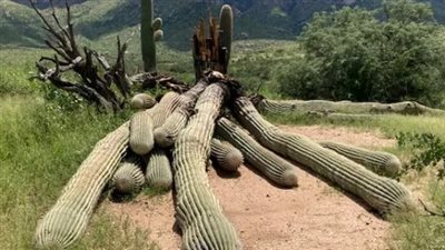 أمطار غزيرة تقتلع نبتة صبّار عملاقة عمرها 200 عام