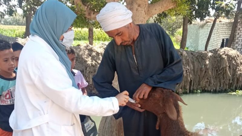 تحصين الماشية