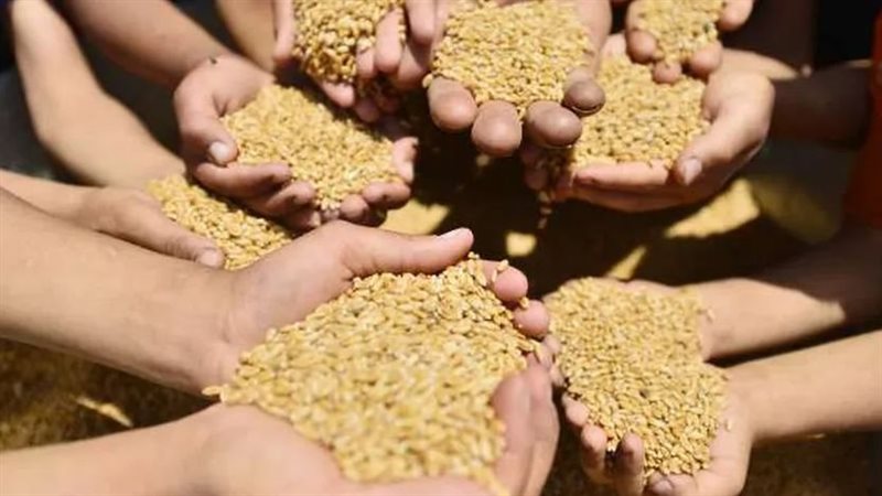 سعر إردب القمح