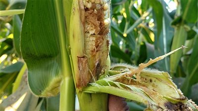 شكوي مزارعي البحيرة بسبب غزو 