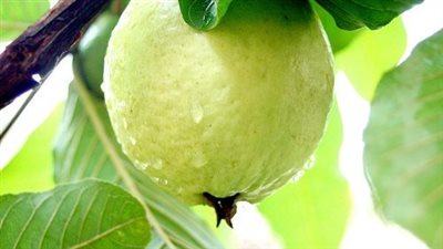 فى موسمه.. فوائد عظيمة لأوراق الجوافة 