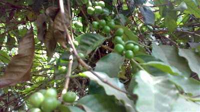 الصور الأولى لإنتاج البحوث الزراعية من البن في محطة القناطر الخيرية 