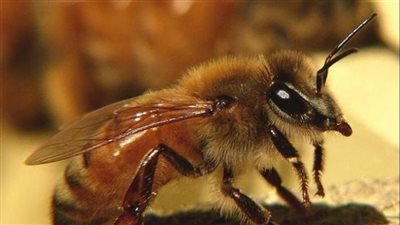 شاب يدخل في غيبوبة.. بعد تعرضه لـ20 ألف لسعة نحلة قاتلة 