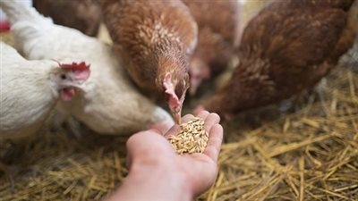 زيادة أسعار الأعلاف تهدد بارتفاع الدواجن من جديد 