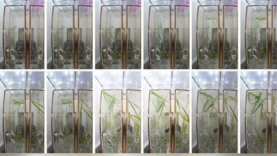الصين تعلن تجربة لزراعة الأرز والجرجير في الفضاء