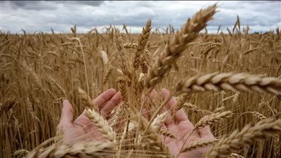  مصر تستورد قمحًا  بـ1.7 مليار دولار في أول 7 أشهر من 2022