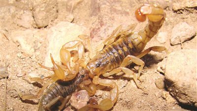  تفسير حلم قتل العقرب فى المنام وعلاقته بالانتصار على الأعداء 