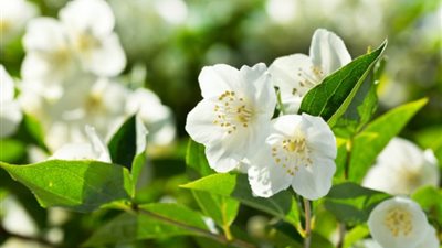  تفسير رؤية زراعة الفل وعلاقتها بفك أسر المسجون