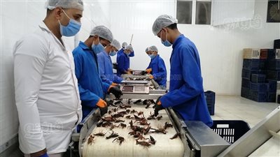 صيادي الاستاكوزا النيلي: 