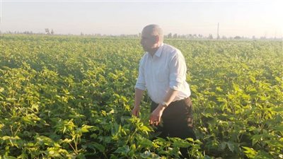 زراعة 45 ألفًا و625 فدان قطن بالبحيرة وحملات توعية بأهميته الصناعية