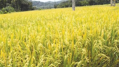 تموين كفر الشيخ: استلام 6506 طن أرز من المزارعين