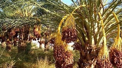 الزراعة تطلق حملات إرشادية لرفع جودة إنتاج التمور في المحافظات 