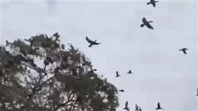 نفوق عشرات الطيور بسبب قطع شجرة | فيديو