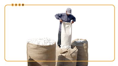 حجم إنتاج وصادرات الأقطان خلال 2021 | إنفوجراف