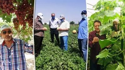 رئيس زراعة البرلمان يطالب الحكومة بالاهتمام بملف الزراعات التعاقدية 