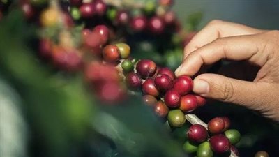 اقتراح برغبة لتوطين زراعة البن والشاي