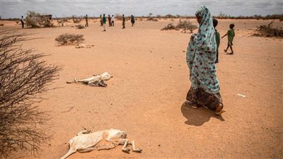 تحذير أخير قبل وقوع الكارثة.. المجاعة على أبواب الصومال.. ومخاوف من تسونامي وفيات أكتوبر المقبل