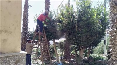 الجيزة اليوم.. إزالة أسوار مخالفة ومبان بمنشأة القناطر وأبو النمرس.. وإعداد تجهيزات زراعة نجيل في سوق الجملة | صور