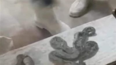 ضبط 71 ثعبانا بحوزة راكب إندونيسي بمطار القاهرة | صور