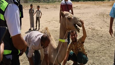 تركيب 500 طوق على أعناق الجمال للحد من الحوادث ليلًا بجنوب سيناء