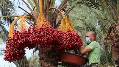 موعد المزايدة العلنية لطرح بيع ثمار النخيل بمحافظة الأقصر