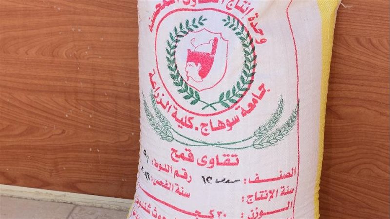 تقاوى قمح