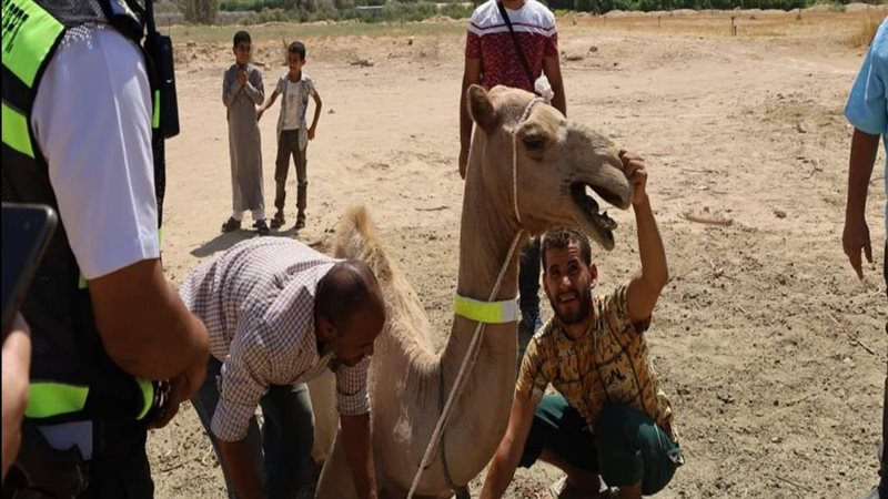تركيب أطواق فسفورية